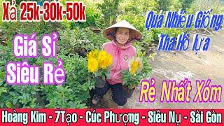 12/11 .vườn xả hàng giá rẻ 25k-30k nhiều loại giống như ý, tam sắc, cúc kemLH:0375655366 Cô 4