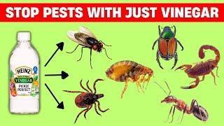 How to Use Vinegar to Keep Pests Out of Your Home