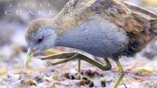 Little crake birds in the summer lake