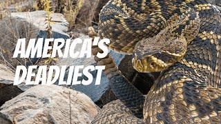 America's Deadliest ️ (The Top 5 Most Dangerous Animals in The US)