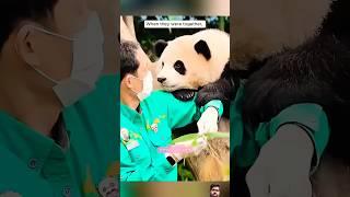 See Full video in description the panda Died #shorts