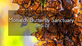 Coronado Monarch Butterfly Sanctuary in Goleta, California | Out in the Field with Jeremy Patrich