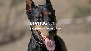 ALL ABOUT LIVING WITH DOBERMAN PINSCHERS
