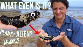 Sea Cucumbers Make NO Sense - Catching a Sea Cucumber!