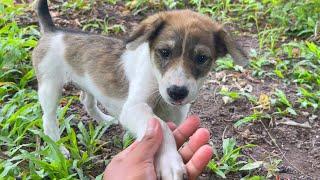 Cute Little Puppies - Smart Puppies play in village #cute #happydoggie #babydoggie #doglover