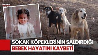 Konya'da 2 Yaşındaki Rana, Köpeklerin Saldırısında Öldü!