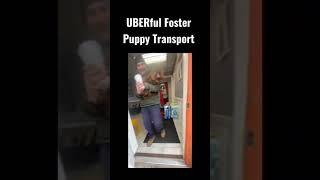 It's an UBERful Life: UBERful Foster Puppy Transport