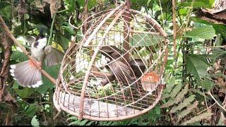 Chào Mào Mộc Hót Ché Như Mồi Cứng - Tiếng chim chào mào hót đấu cùng chim rừng hay - chào mào bắc