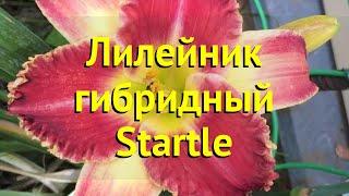 Лилейник гибридный Стартл. Краткий обзор, описание характеристик hemerocallis Startle