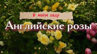 Английские розы в моём саду.