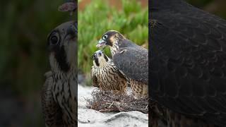 When your sister is the alpha female and gets all the yummy bites! #peregrinefalcon #shorts