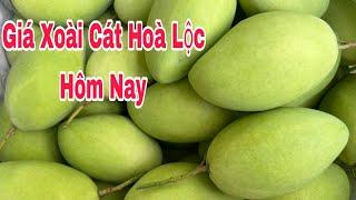 Giá Xoài Cát Hoà Lộc Hôm Nay | VTK.CHANNEL