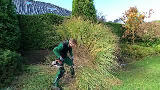 Kustorez. Pampas grass cutting