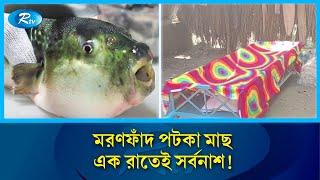 পটকা মাছ এক রাতেই ধ্বংস করে দিলো পুরো পরিবার ! | Firecracker | Rtv News