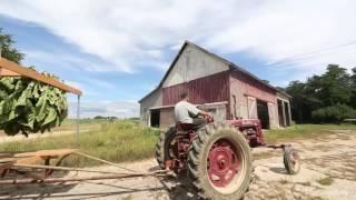 Tobacco farm on Long Island