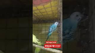 Ashish Thakor ,,,,bajari sell of Palnpur #gujrat #brids #palnpur #pet guru