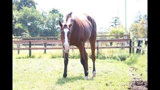 放牧地で草を食べながらのんびり過ごすメイショウドトウ