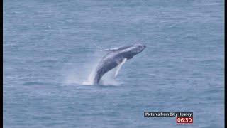 Wildlife trust 'inundated' with whale sightings off Cornwall (UK) 22/Feb/2025