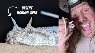 Finding Vipers in the Western Negev | Field Herping Israel