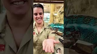 This Chameleon is a sniper #viral #shorts