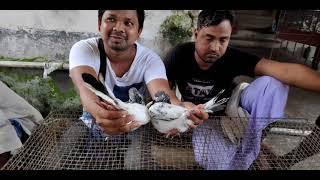 Paira sell #galiff_street Shalik pakhi sell #parrot Sell Live Pakhi Haat Today