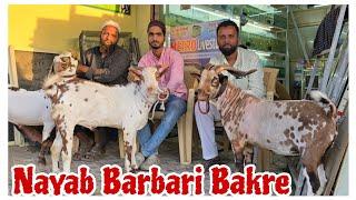 Quality Barbari bakre at Metro Goat farm Aurangabad Maharashtra