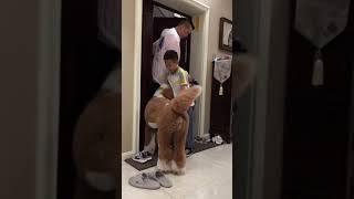 Gigantic Fluffy Poodle Dogs Love Being Carried Everywhere  | Panda Love