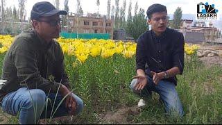 Ladakh's young floriculturist  to explore Saffron cultivation