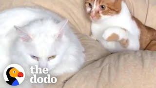 Cat Tries To Cope With Unrequited Love | The Dodo Cat Crazy