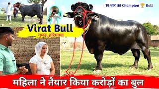 महिला ने तैयार किया करोड़ों का बुल || Virat Bull Gumad, Haryana || 19th Time All India Champion 