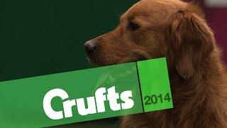 Gundog Display | Castlemans Gundogs | Philippa Williams | Crufts 2014