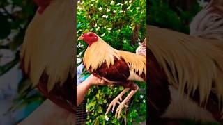 maayus na talisayen oh #chicken #rooster #ayam