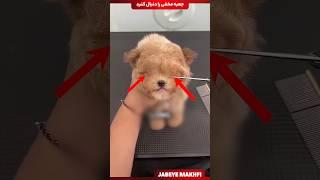 ببینید چجوری صاحب این سگ معنی انسانیت رو به همه مون نشون داد!️