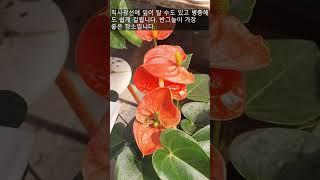 Anthurium / How to bloom all year round