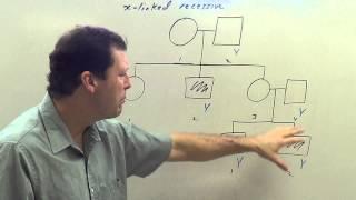 X Linked Recessive Pedigree