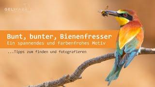 Bunt, bunter, Bienenfresser. Ein spannendes, farbenfrohes Motiv. Tipps zum finden und fotografieren