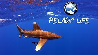 Pelagic life - Open water snorkeling in Moorea