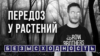 Как вылечить растения от передоза? | Пересол цветов (треш) #буднифермера