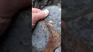 Tiny Gracile Ammonites within rusty old Beach Rock! 🪨 #fossilhunting #fossils #shorts #coast #sea