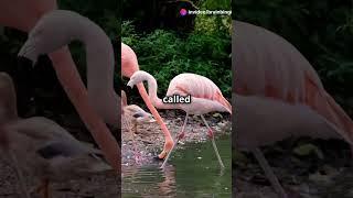 Flamingo Frenzy!  Fast Facts to Amaze You  #facts #mindblowing #animals #fascinatingcreatures