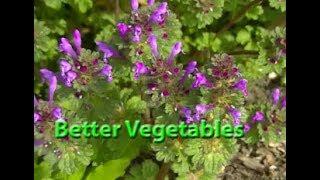 What HAPPENS if you leave THIS in your GARDEN?  Better Vegetables.