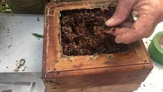 Bob the bee man - propagation 