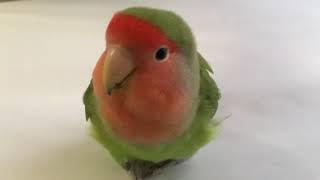 Female peachfaced lovebird chirping