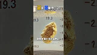 금이 정말 물에 뜬다고? #사금 #사금채취 #gold