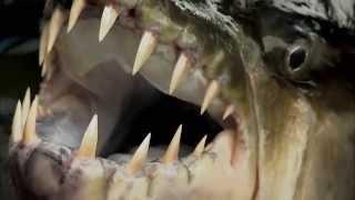 Legendary River Predators Up Close and Personal