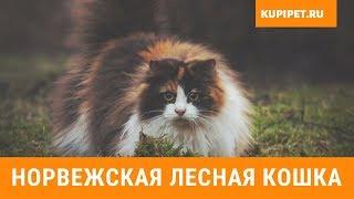 НОРВЕЖСКАЯ ЛЕСНАЯ КОШКА ВСЕ О ПОРОДЕ. ИНТЕРЕСНЫЕ ФАКТЫ