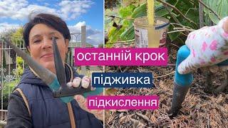 Підкислюю ґрунт та останній крок підживки гортензій