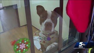 Oklahoma City Humane Society reminds people that pets aren't just presents