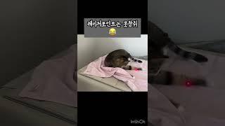 레이저포인트 사용법 #고양이 #cat #고양이장난감