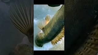 Зимняя рыбалка - ловля судака